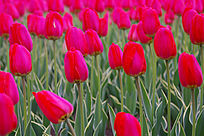 ��ɫ����������������