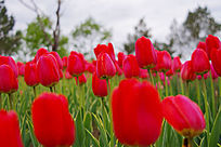 ��ɫ������ֲ��