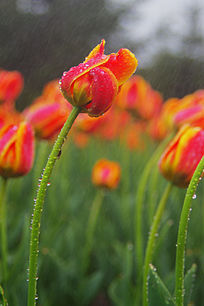 �ƺ�������