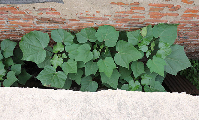 �з��е�ֲ��