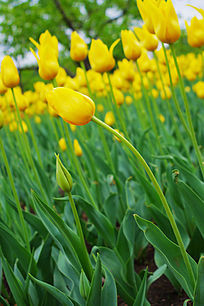 ����ֲ��������