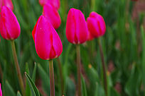 ��֦������