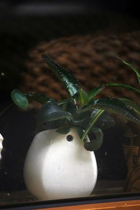 ��Ҷֲ��ˮ���λ����軨