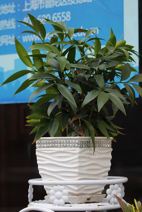 ��Ҷ���軨