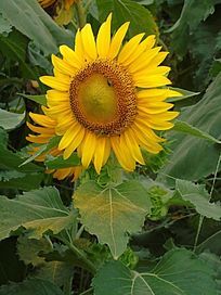 �۷�����տ���