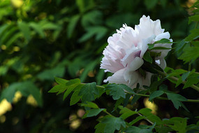 ��ĵ�����ز�