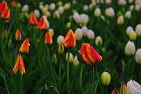 ʢ���ĺ�Ͱ�������