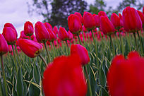 ʢ��������������