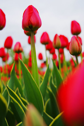 ʢ����������