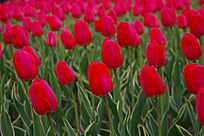 ʢ����������