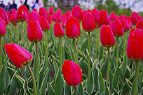 ʢ����������Ⱥ