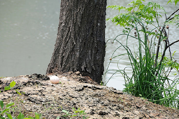 ���µ�Ѽ��