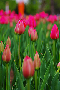 ����ʢ����������