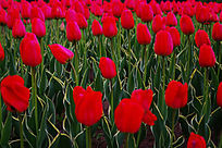 ����������Ⱥ