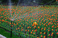 һƬ������