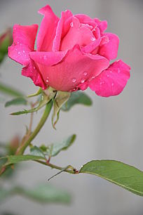 �¼�����д