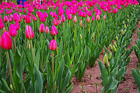 �����㻨��