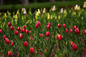 �����㻨��