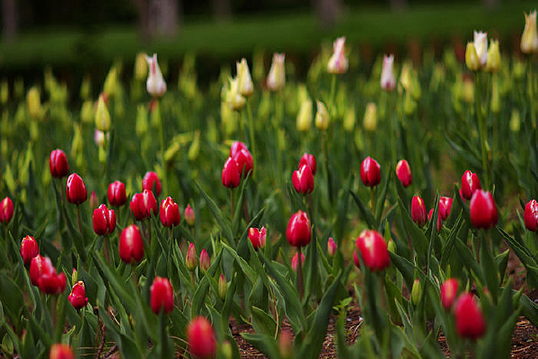 �����㻨��