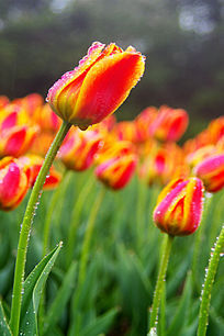 ���еĺ��������