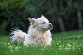 ���ﹷ��ɫ