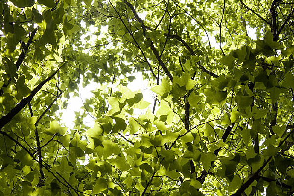 �д��ï�ܷ�Ҷ