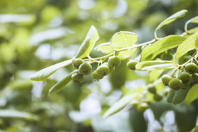 ���̵�һҶ�c