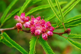 �ۺ�ɫ�Ļ���