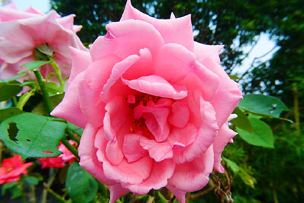 �ۺ�ɫ��õ�廨