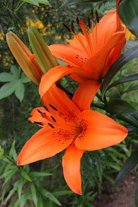 ��ٺ��뻨��