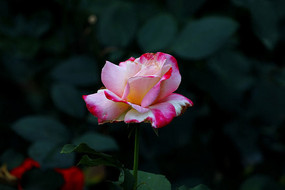 ��߷��¼���