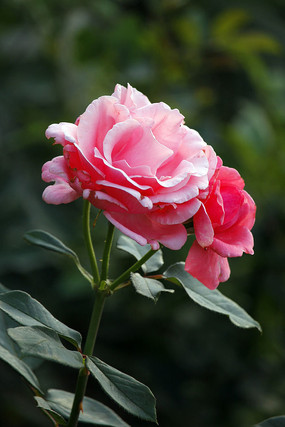 ʢ���ĺ���¼�����