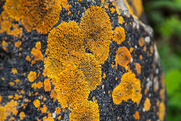 ʯͷ����ͼƬ