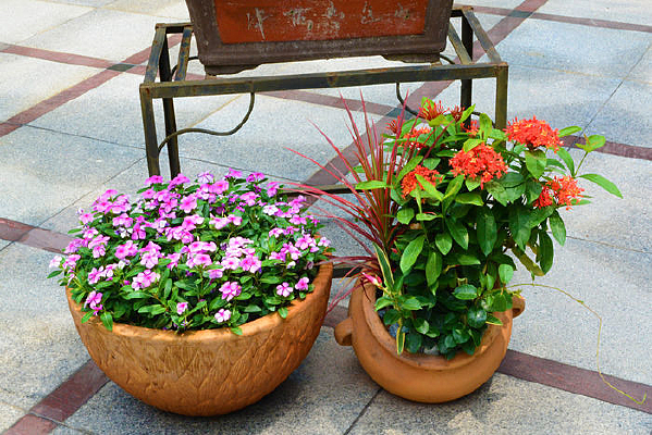 �ʻ�����