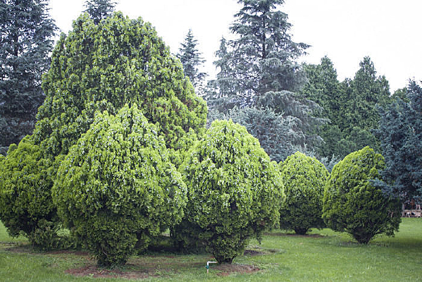 ���̵İ���Ҷ