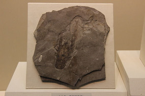 Զ컷Ϻʯ