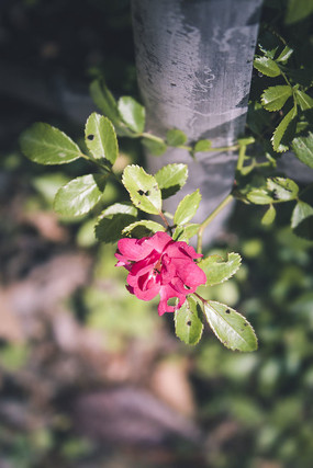 դ���ߵ�һ���ɫõ��