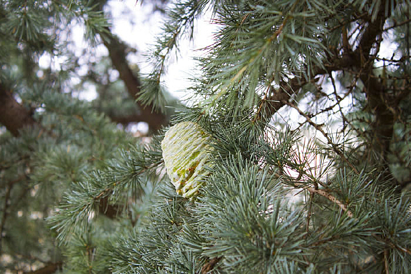 ֦ͷ�Ĵ����ɹ�