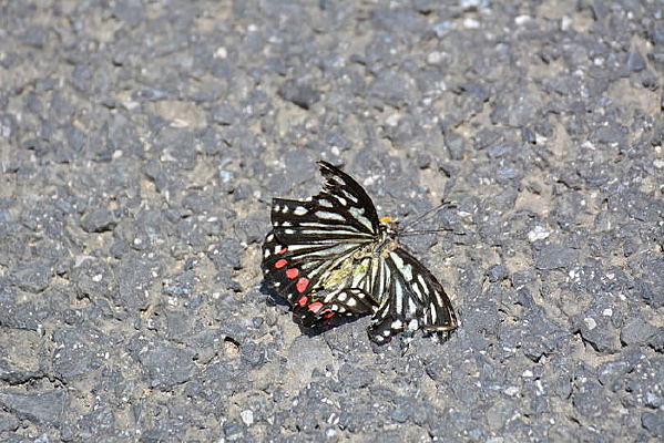 ����·�ϵ�һֻ����