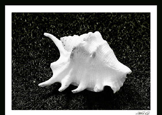 ������Ӱ����