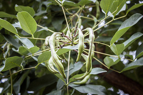 ��ͩ����ɫ��ʵ