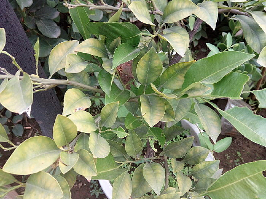 ���ʻ�Ҷ��