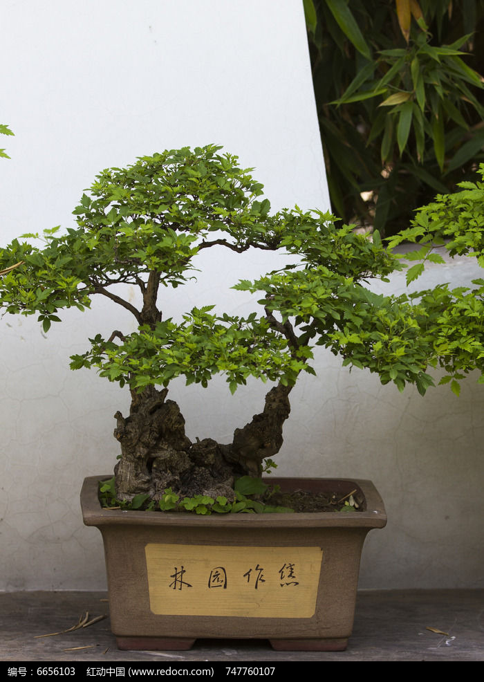 植物盆景图片大全欣赏(植物盆景简笔画图片大全)