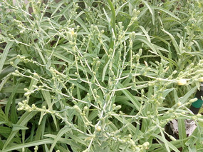 �߸ߵ������