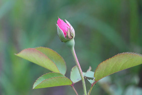 �������ŵ��¼�