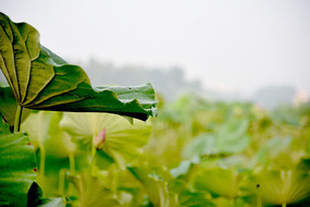 ��Ҷ����