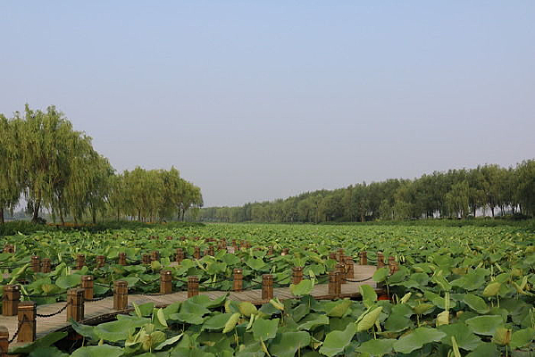 ��Ҷ����