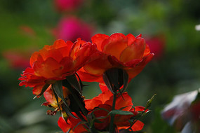 ����˫���¼���