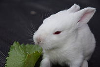 �ɰ�����