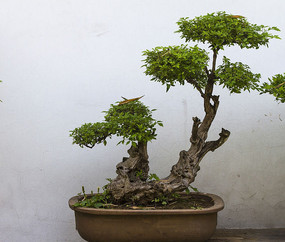 ݸ辰